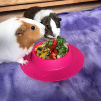 Tip-Proof Bowl for Guinea Pigs and Other Small Pets, Fuchsia - image 4