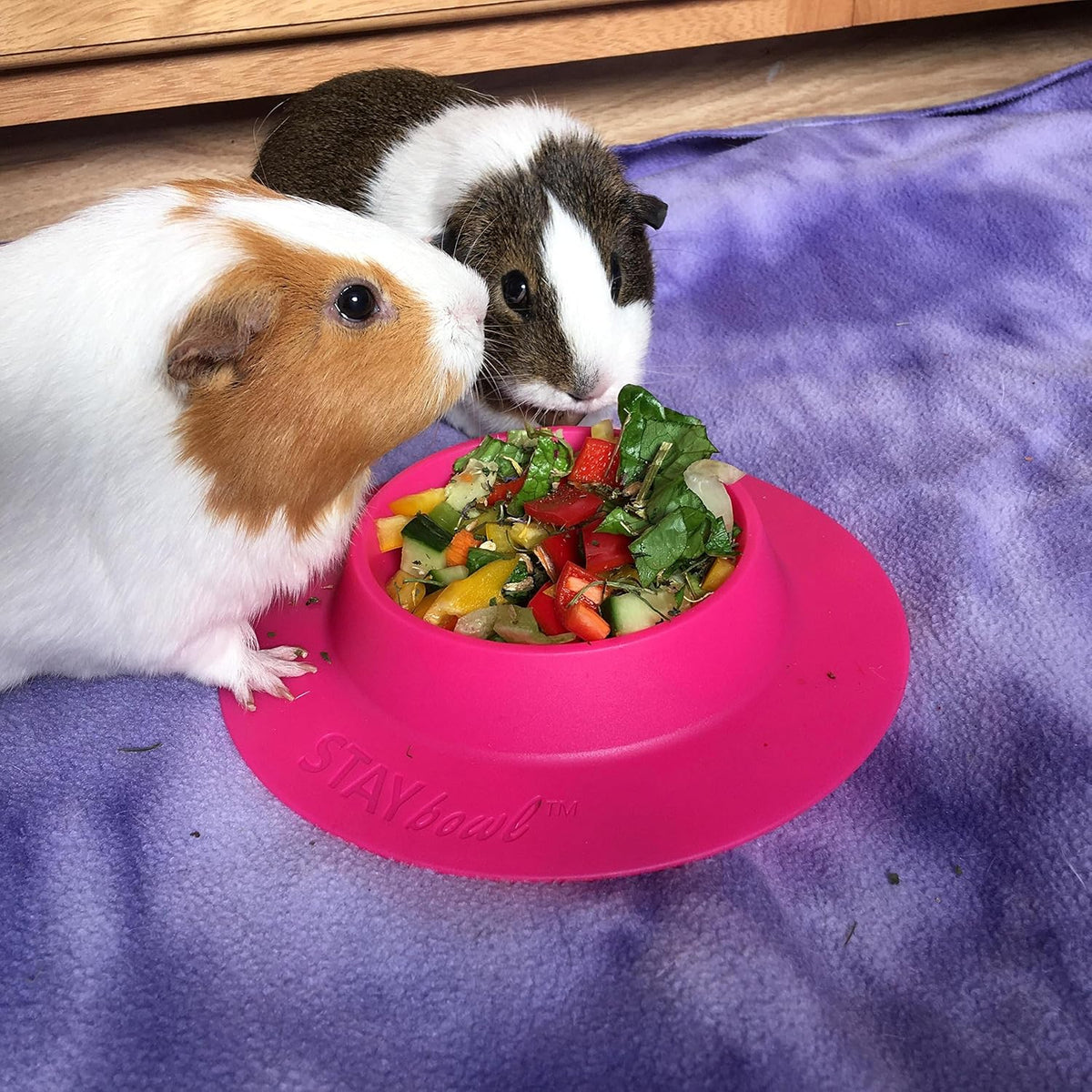 Tip-Proof Bowl for Guinea Pigs and Other Small Pets, Fuchsia - image 4