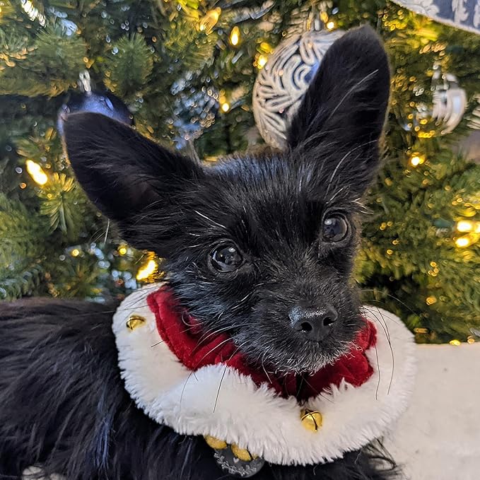 Huxley & Kent Ruff Pet Scrunchy | Santa (Medium) | Festive Christmas/Holiday Neckwear for Dogs/Cats | Fun Stretchable Costume Accessory | Soft Collar with Bells