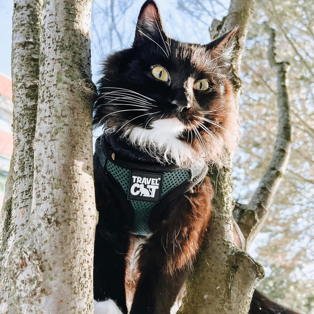 Travel Cat Harness and Leash Set - Medium / Emerald - image 2