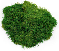 Galápagos Sheets of Real Moss, 8-Quart, Natural, Green - 8 quarts - image 3