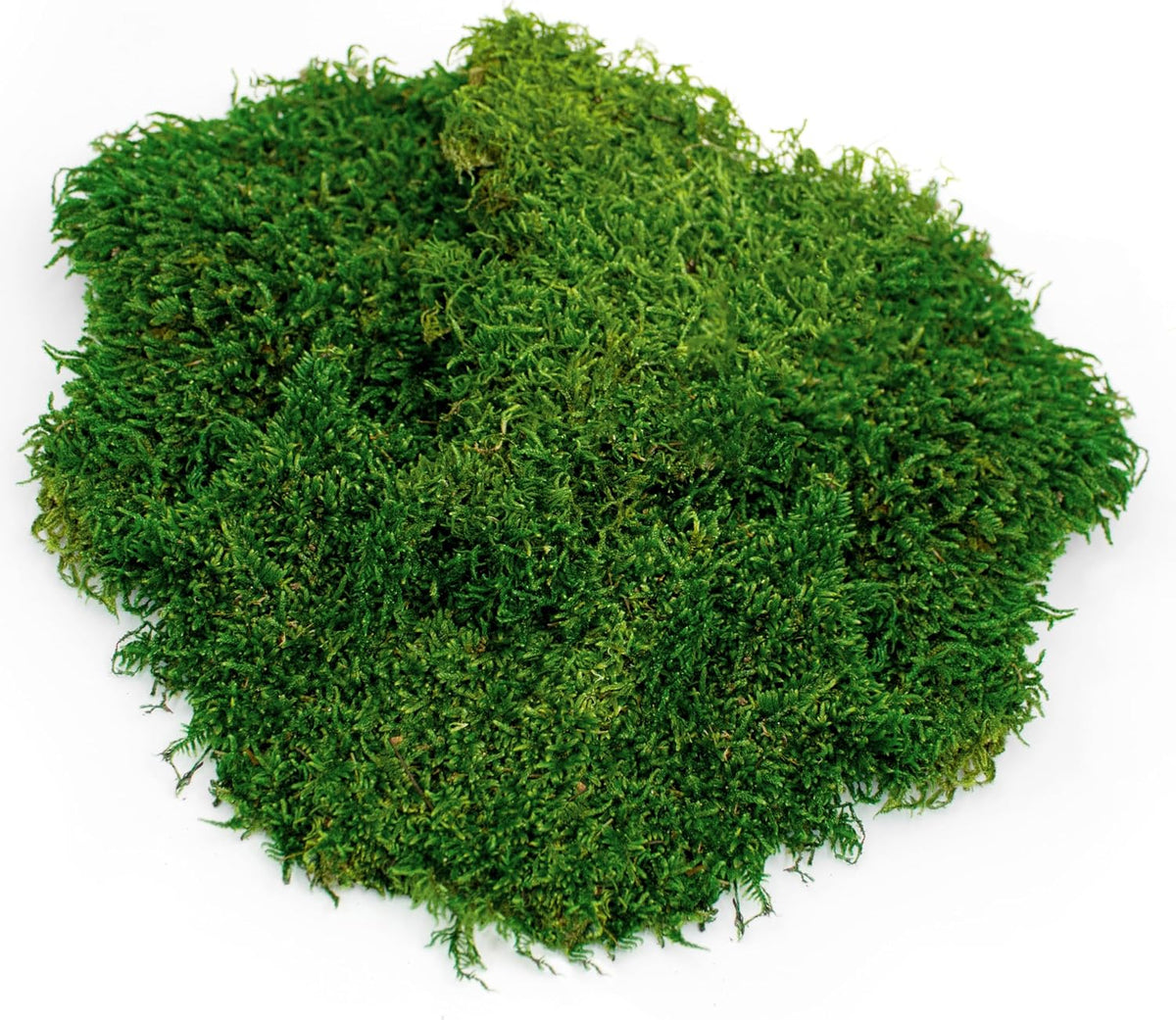 Galápagos Sheets of Real Moss, 8-Quart, Natural, Green - 8 quarts - image 3