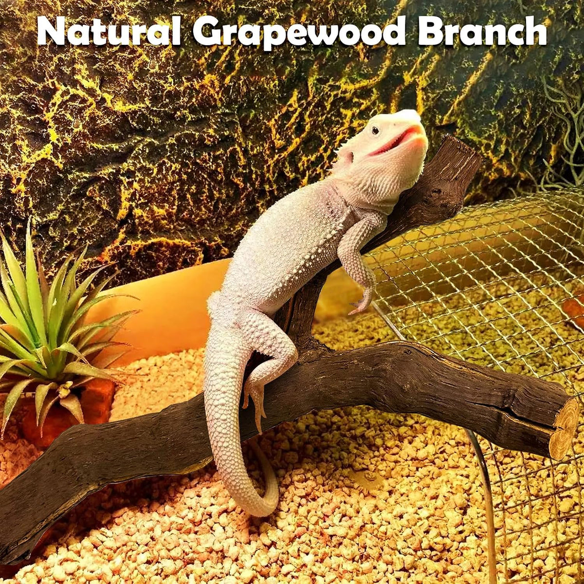 VCEPJH Snake Climbing Branch - Grape Wood (S:11.8"-2pcs) / 2 - image 4