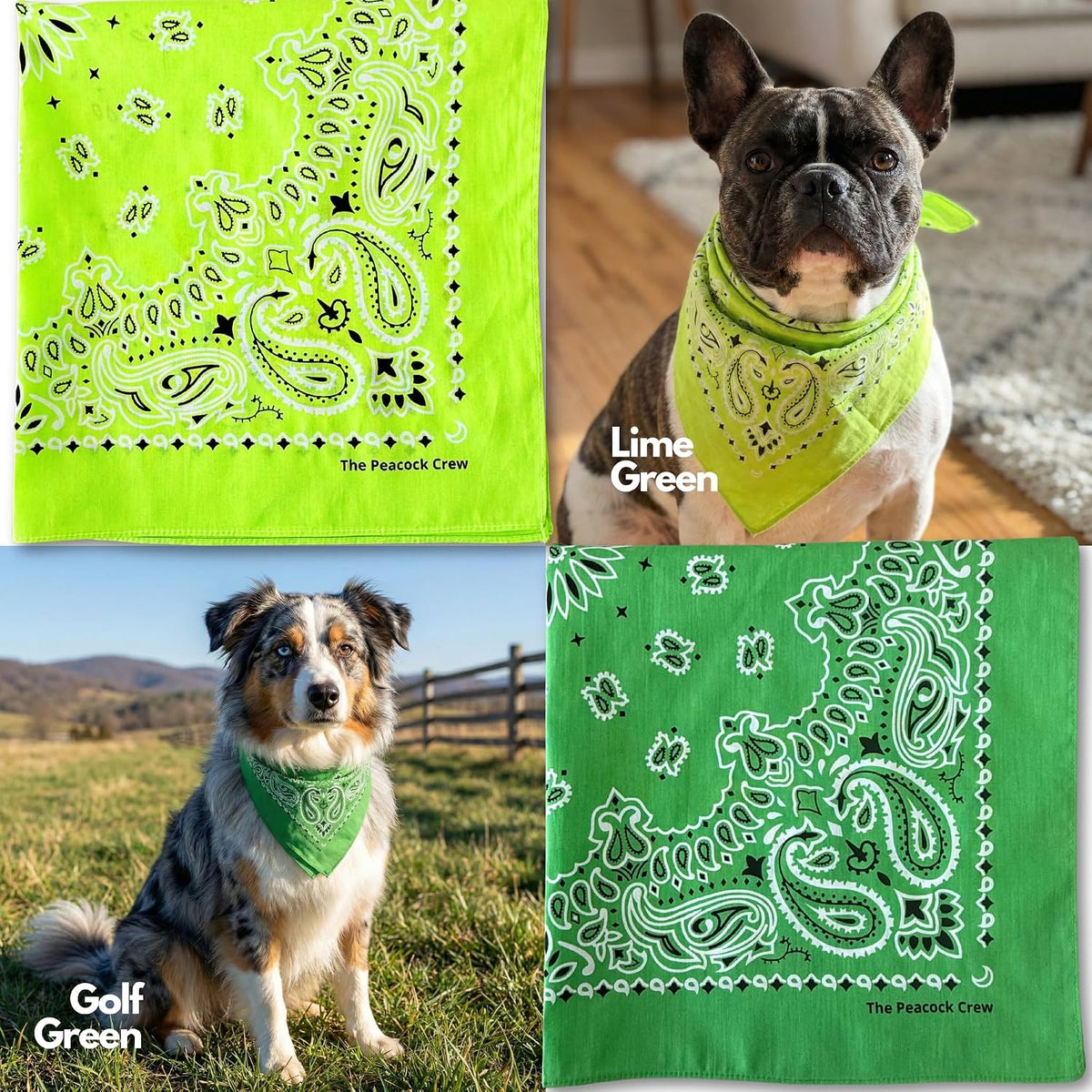 Premium Soft Cotton Bandanas Pack for Men and Women Paisley 22 x 22 - Pack of 10 Multicolor - image 3