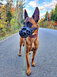 Mayerzon Dog Muzzle, Breathable Basket Muzzles for Small, Medium, Large and X-Large Aggressive Dogs Beagle German Shepherd Doberman, Cage Mouth Guard Stop Biting Chewing for Grooming Training