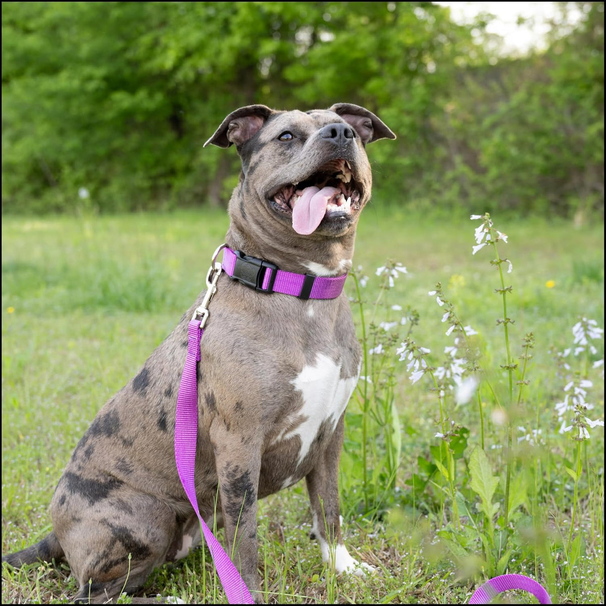 Country Brook Petz, Everyday Nylon Dog Leash - Bright Purple / 6 Foot X 1 Inch Wide (Pack of 1) - image 2