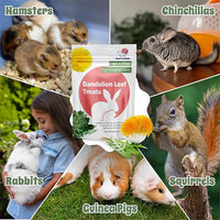 Snout and Shell Dandelion Leaf Treat for Small Pets – 1 oz (28g) | High-Fiber, Natural Foraging Snack for Rabbits, Guinea Pigs, Chinchillas, Squirrels & More