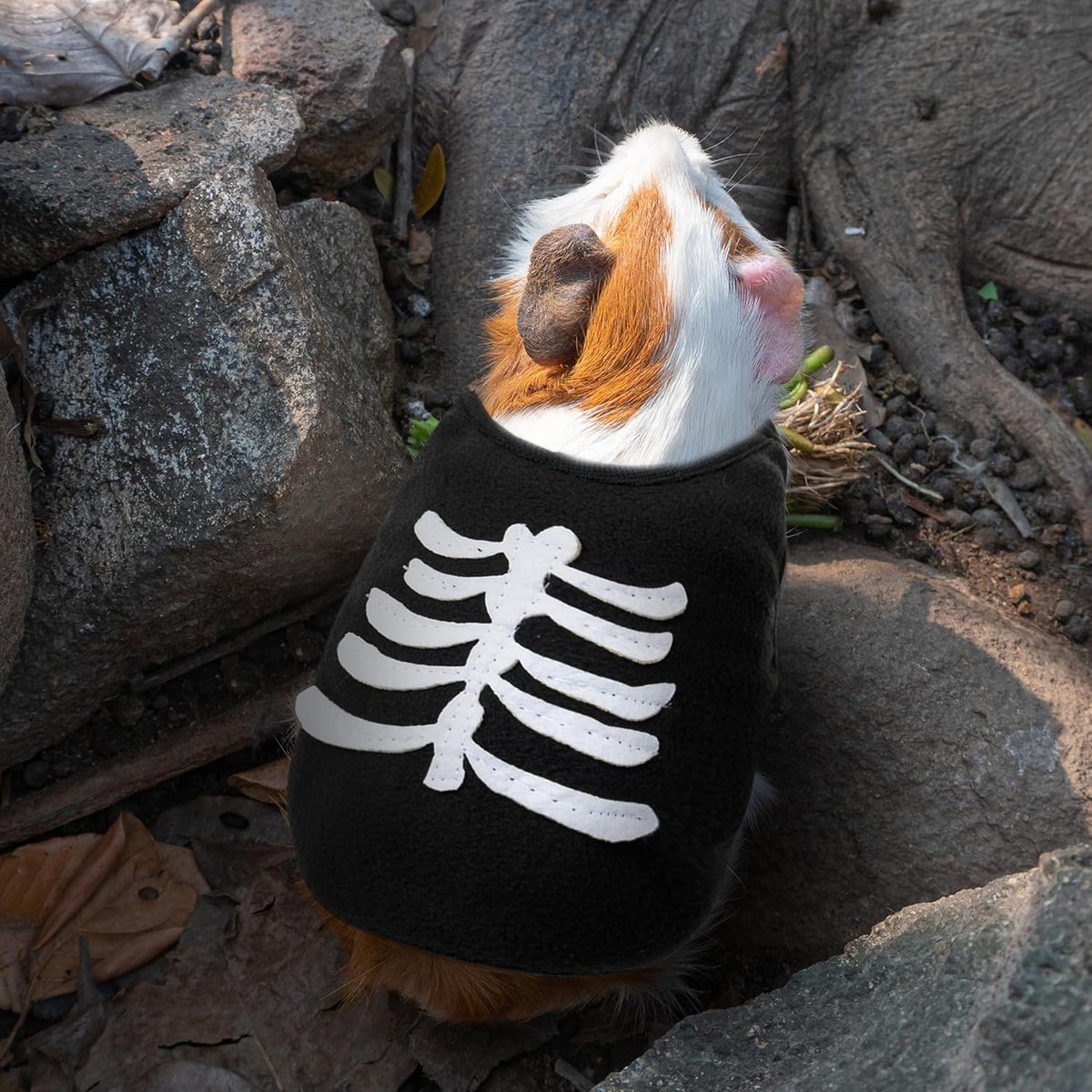 Halloween Guinea Pig Clothes - Orange and Black / XXS - image 4