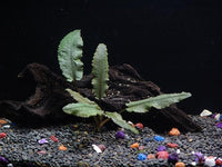 30+ Stems - 8 Species - - Anacharis, Amazon, Rotala, Ludwigia and More!