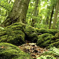 Galápagos Terrarium Background Clings, 11.125" x 36" - Forest - image 4