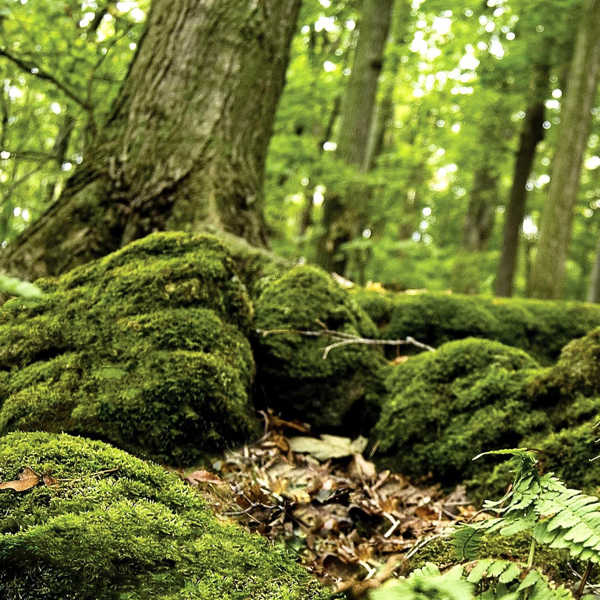 Galápagos Terrarium Background Clings, 11.125" x 36" - Forest - image 4