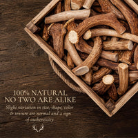 WhiteTail Naturals 12 Pack Whole Deer Antlers for Petite Dogs Up - Petite (Pack of 6) - image 3