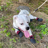 Double Dipped Thick Textured Waterproof Cotton Dog Socks | PawFlex Comfy Pawz Soft Indoor/Outdoor Pet Booties | Non-Slip Silicone Grip at Inner Wrist for No Twisting or Sliding Off| Adjustable Strap