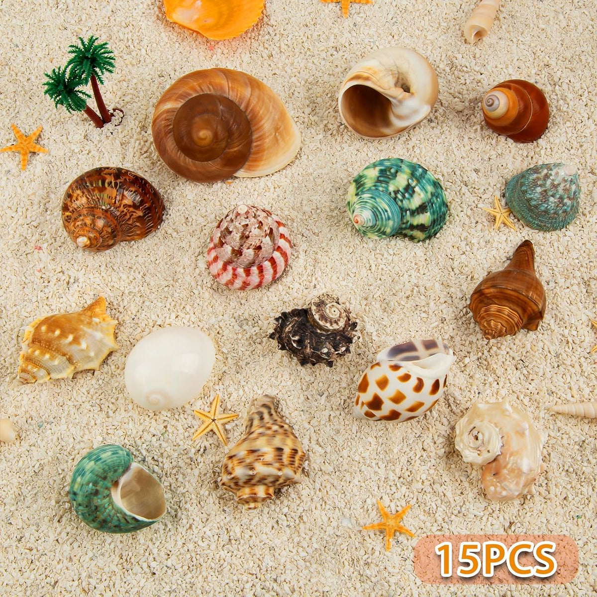 15PCS Hermit Crab Shells 1.6"-3.2", Growth Turbo Seashells – Essentials for Fish - image 2
