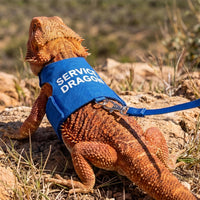 Bearded Dragon Harness and Leash Set, Escape Proof Reptile Vest – Essentials for Reptiles And Amphibians - Blue - image 3