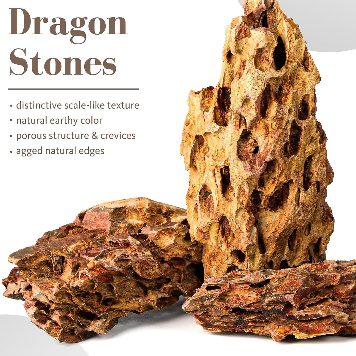 6.1-8.1 Inches Natural Dragon Stone, Terrariums - 10.0-12.0 in - image 2