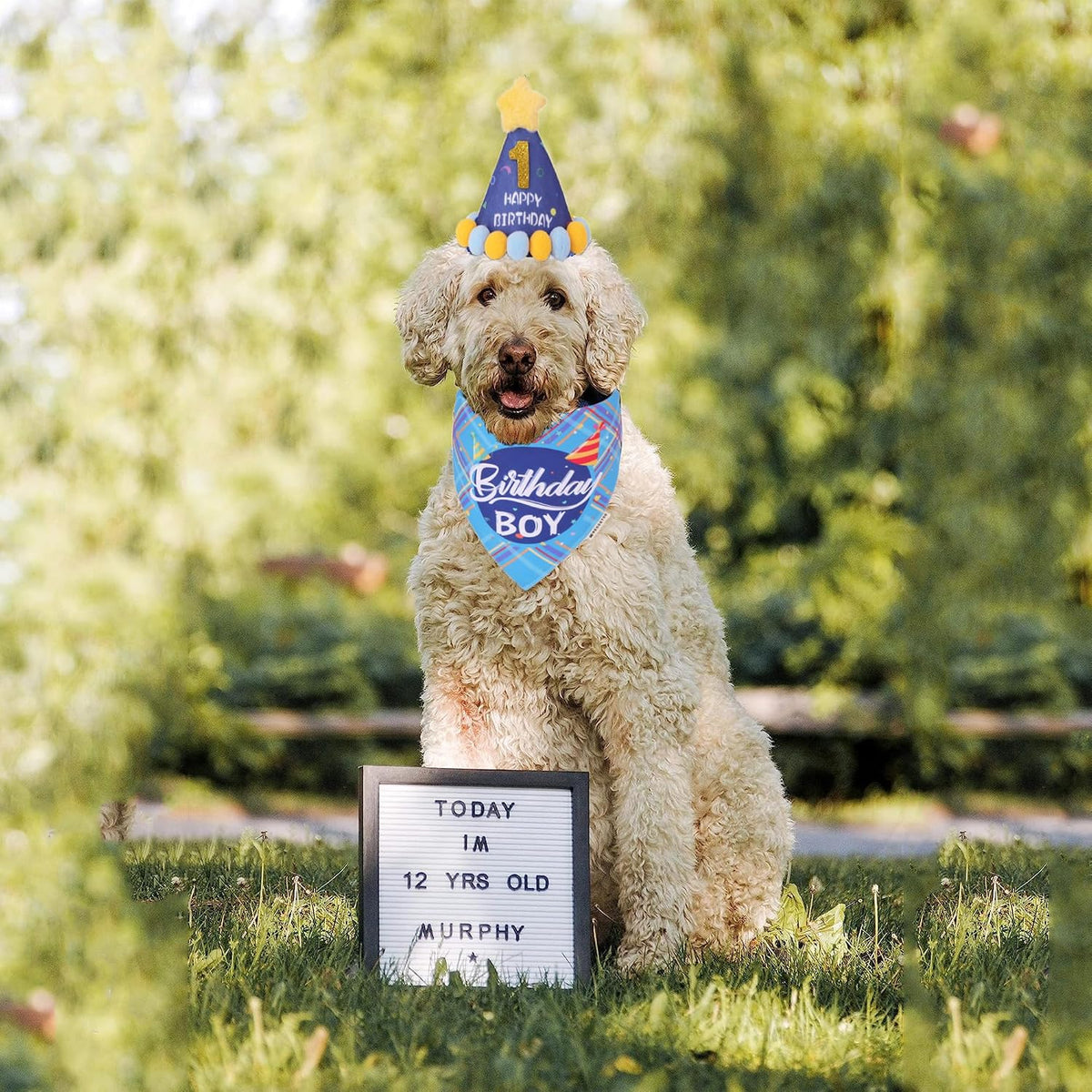 Dog Birthday Hat Bandana Set, Blue Plaid Boy Dog Bandana - Large / Sky Blue Boy - image 2