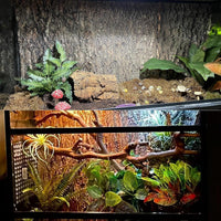 2PCS Cork Terrarium Background - 2Pcs-11.8” x 11.8” - image 4