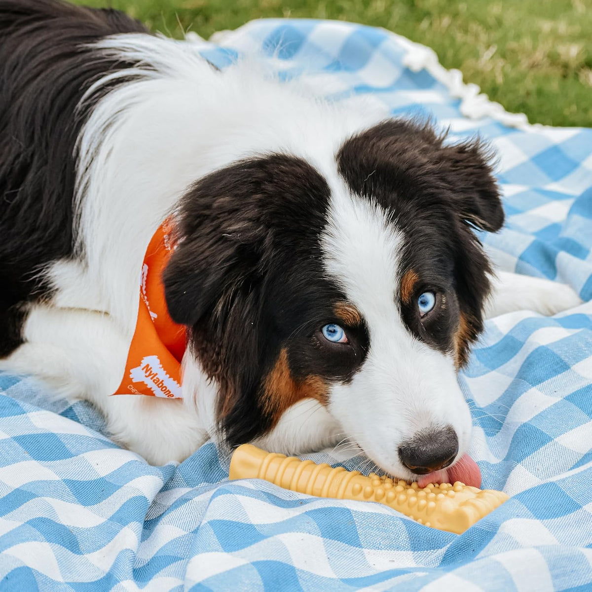Nylabone Power Chew Original Bone Dog Chew Toys - Peanut Butter / X-Large - image 2