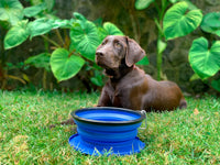 Tuff Pupper SuperBigSlurp Collapsible Dog Bowls - Nebulas Blue / X-Large (60oz) - 1 Bowl - image 3