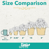 Essential Houseplant Collection (4PK) Live Plants Indoor Plants Live Houseplants in Plant Pots, Easy House Plants Indoors Live, Snake Plant, Pothos in Potting Soil, Clean Air Plants by Plants for Pets