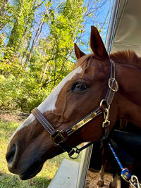 Leaders Leather Halter for Horses with Customized Engraved Name Plate Option Halter for Horse