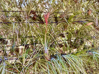 Air Plants - Tillandsia Juncea, Jumbo 8-12" - 2ct - Live Arrival Guaranteed - House Plants for Home Decor & Gift