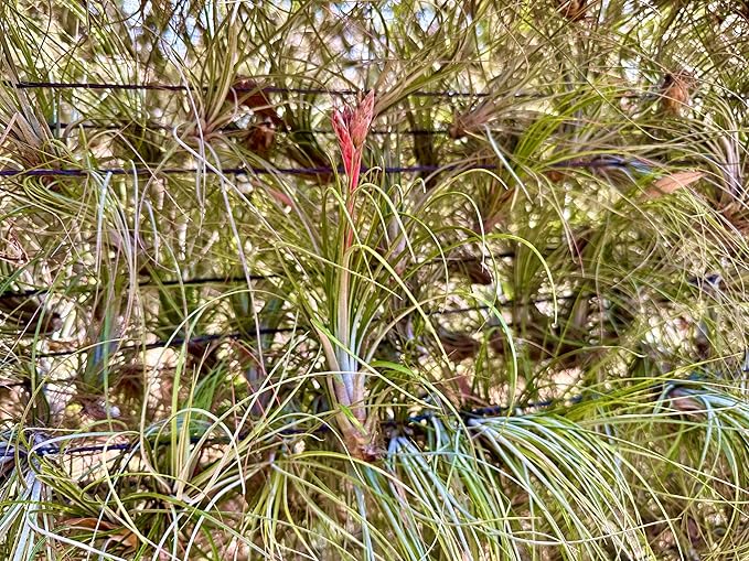 Air Plants - Tillandsia Juncea, Jumbo 8-12" - 2ct - Live Arrival Guaranteed - House Plants for Home Decor & Gift