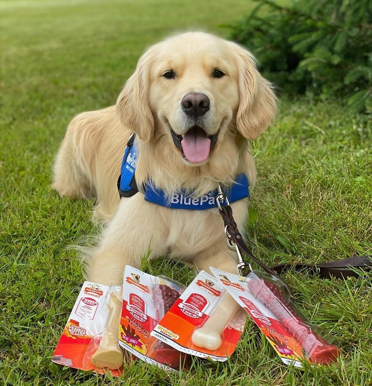 Nylabone Power Chew Original Bone Dog Chew Toys - Original / Large - image 2