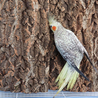 2 Pack 12 x 8 Inch 100% Natural Cork Perch - 12×8 Inches - image 3