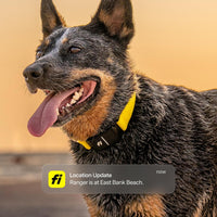 Fi Series 3+ GPS Dog Collar & Tracker, Membership Required - Yellow / Small - image 2