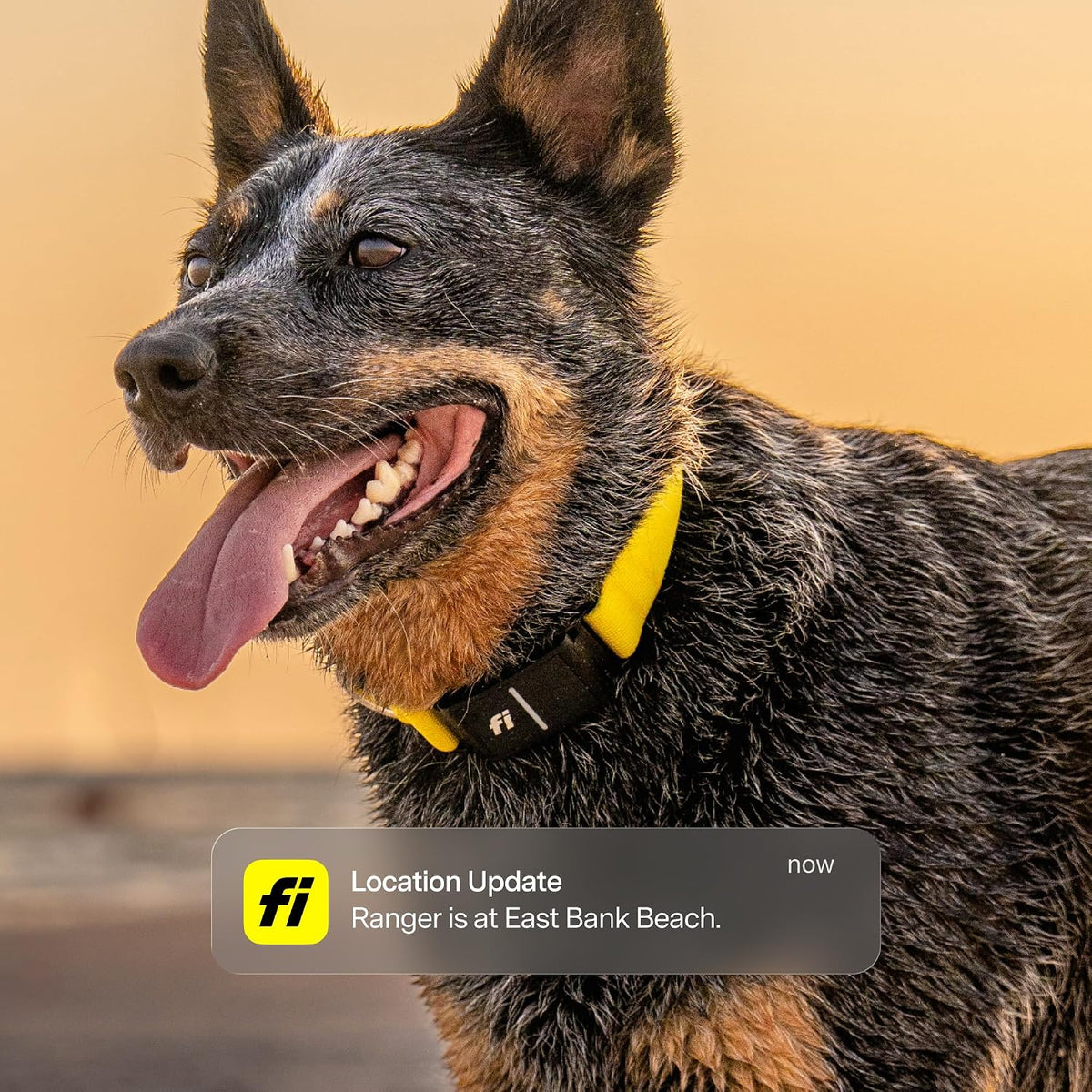 Fi Series 3+ GPS Dog Collar & Tracker, Membership Required - Yellow / Small - image 2