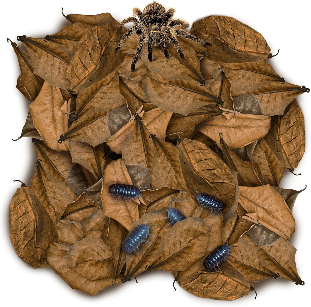SunGrow 50 Pack Leaf Litter for Spider, Cricket & Isopod - Mini - 50Pcs