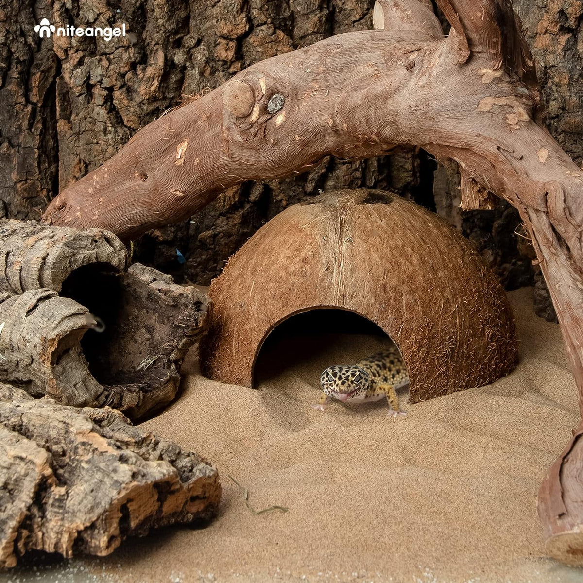 2 Pack Natural Coconut Reptile Hideouts, Lizard - Natural Surface - image 2