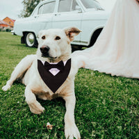 ADOGGYGO Dog Tuxedo Collar, Wedding Dog Bow Tie - Small / Black - image 3