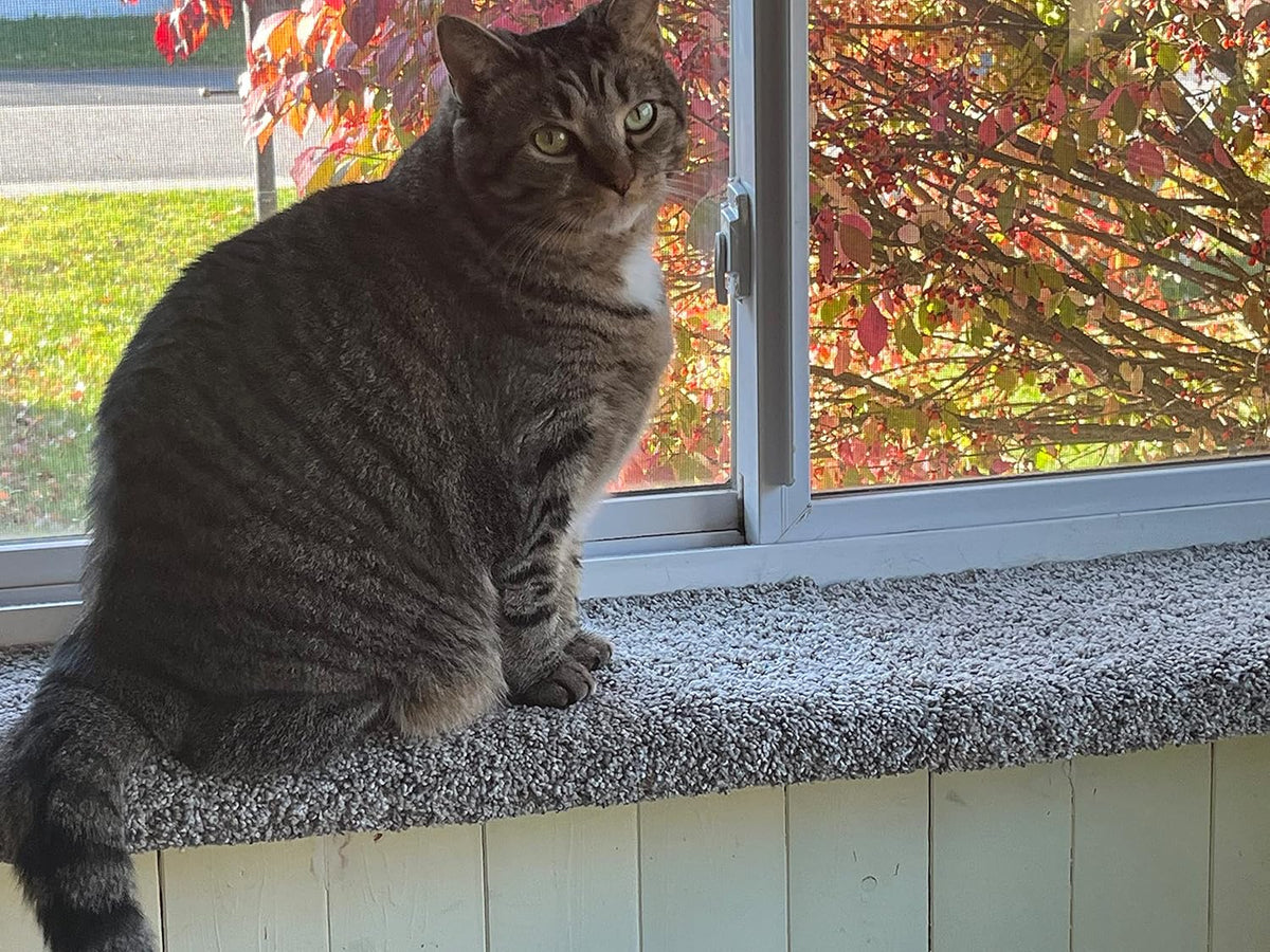 Purrched Cat Window Perch – Essentials for Cats - image 3