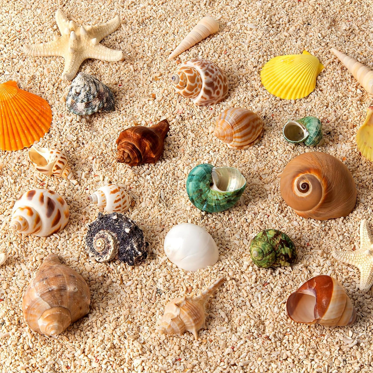 16PCS Hermit Crab Shells Medium Small, Sea Conch Size 1.1", 2.4" - image 2