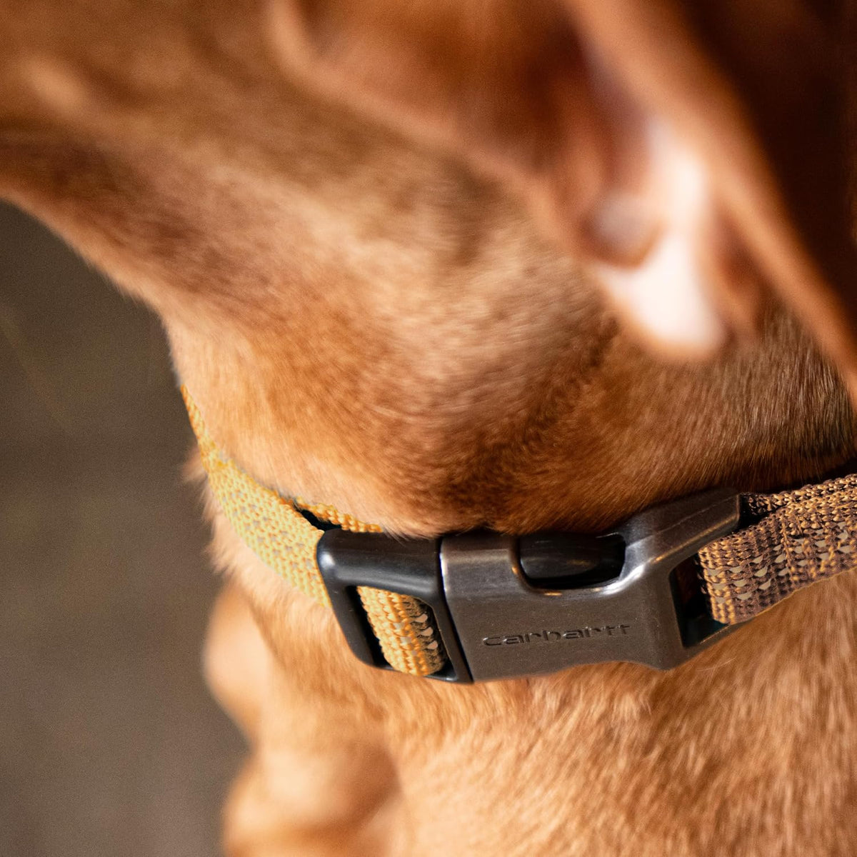 Carhartt Nylon Dog Collar Hunter Orange L – Essentials for Dogs - Light Moss / Large 18-26"(L) X1"(W) - image 2