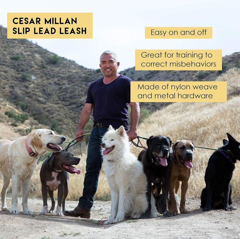 Cesar Millan Slip Lead Leash, Dog Leash, in Training Leash - Regular / Black/Tan