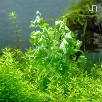 Ultum Nature Systems Live Tissue Culture - Purple Bacopa (Bacopa salzmannii) - Moderate - Moderate to High Light - Purple and Violet Accent - Midground - 100% Snail Free Grown in-Vitro - Regular Cup