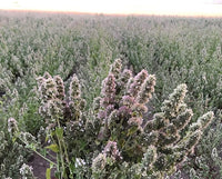 from The Field | Fine Ground Stalkless Catnip | Premium USA-Grown Catnip for Toys & Playtime | Fresh, Potent, Non-Toxic, Eco-Friendly | Safe for Kittens & Cats | Resealable 2 Oz Tub