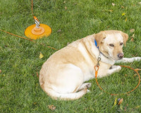 30FT Tie-Out Cables for Dogs - Strong, Safe, and Durable Dog Tie-Outs for Every Breed up to 125 Pounds - Weather and Wear Resistant Galvanized Aircraft Cable for Outside Use