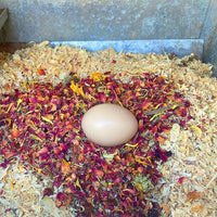 WormBGone Non-GMO Backyard Chicken Nesting Herbs (1 Pound)