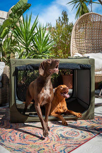 Noah & Paw XXL Collapsible Dog Crate, 42" - Green / 35.5"L x 25.2"W x 23.4"H - image 3