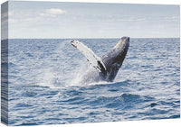 wall26 Canvas Print Wall Art Tropical Ocean Sea Water Horizon Blue Whale Nature Animals Photography Realism Rustic Scenic Landscape Wilderness Colorful for Living Room, Bedroom, Office - 12"x18"