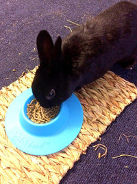 Tip-Proof Ergonomic Pet Bowl for Guinea Pig and Other Small Pets - Small 1/4 cup (Pack of 2)