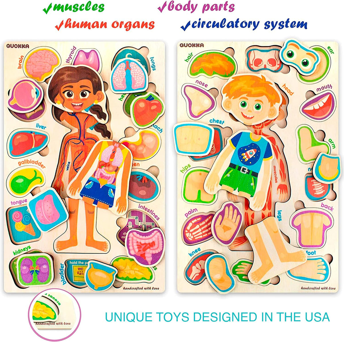 Human Body Model for Kids - Natural Multicolor - image 2