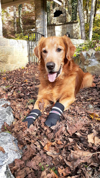 All Weather Neoprene Paw Protector Dog Boots with Reflective Straps - Black / XL - image 3