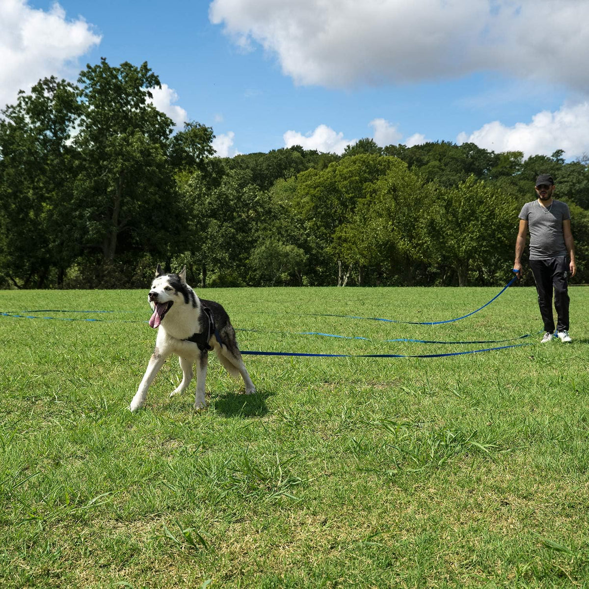 Hi Kiss Dog/Puppy Obedience Recall Training Agility Lead - 50 Feet / Black - image 3