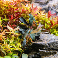 Ultum Nature Systems Live Tissue Culture - Bucephalandra Kedagang Japan- Easy - Low to Medium Light - Dark Green and Red Accent - Foreground to Midground - 100% Snail Free Grown in-Vitro - Small Cup